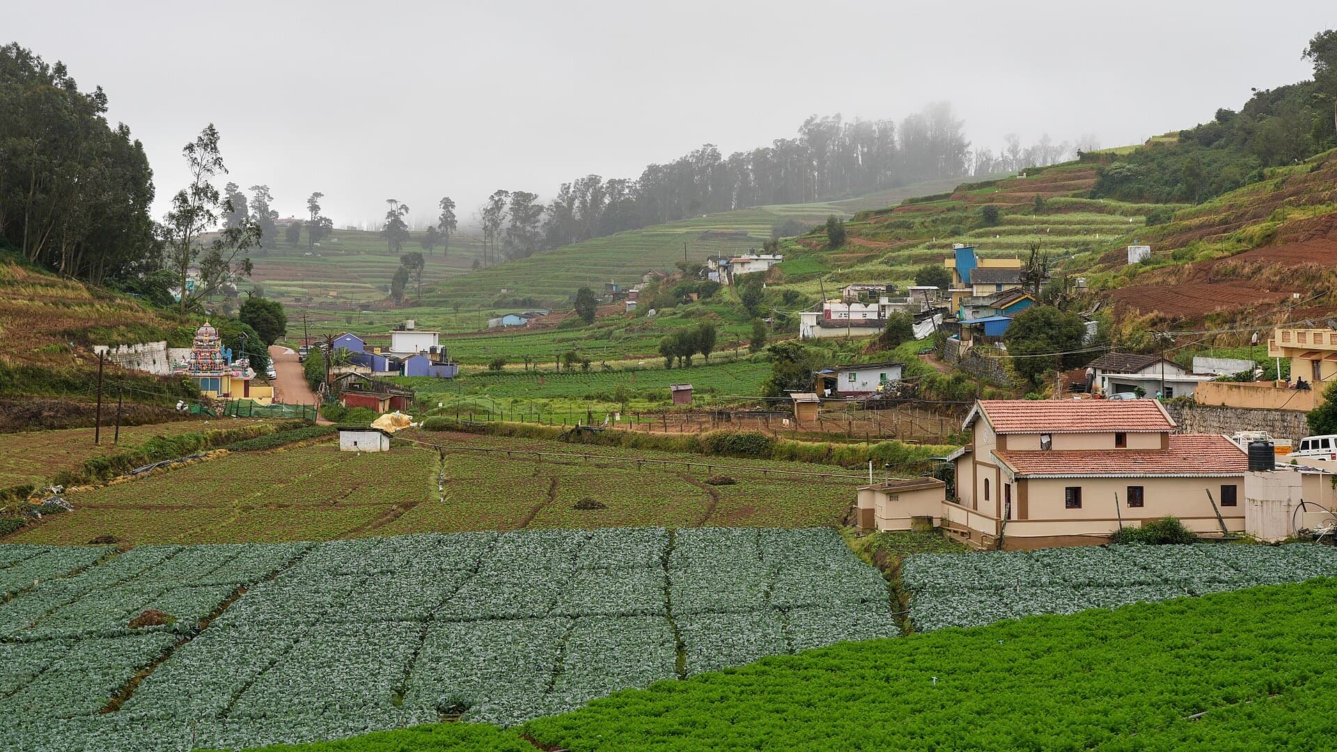 Terraced carrot, cabbage and potato fields in the Nilgiris, Tamil Nadu