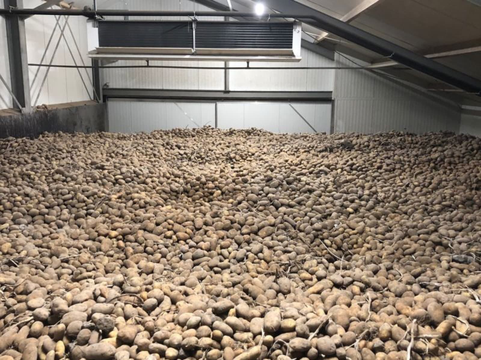 Potatoes piled in a ventilated bulk store