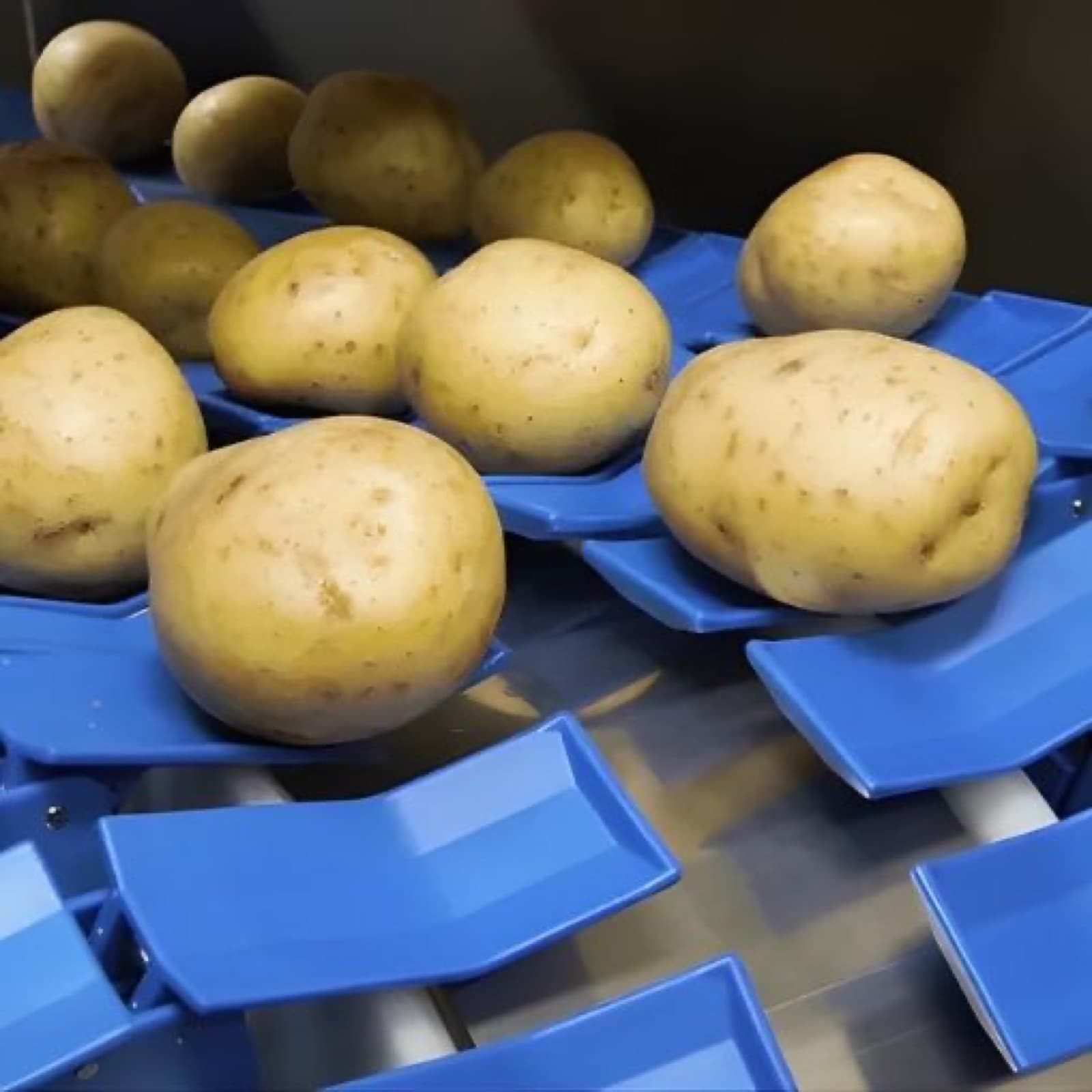Potato tubers moving on a grading line