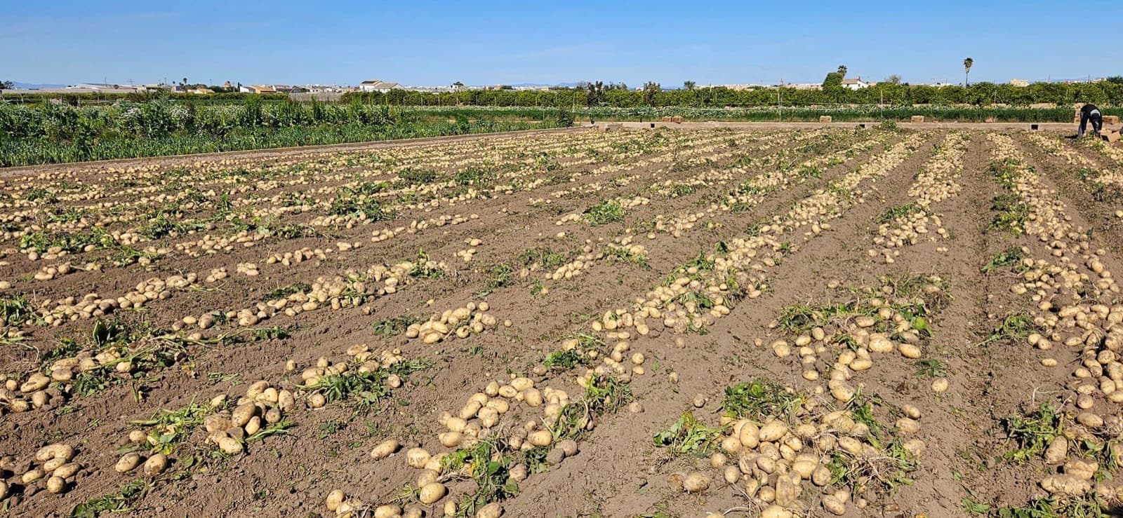 Harvested potatoes lying in rows across a field