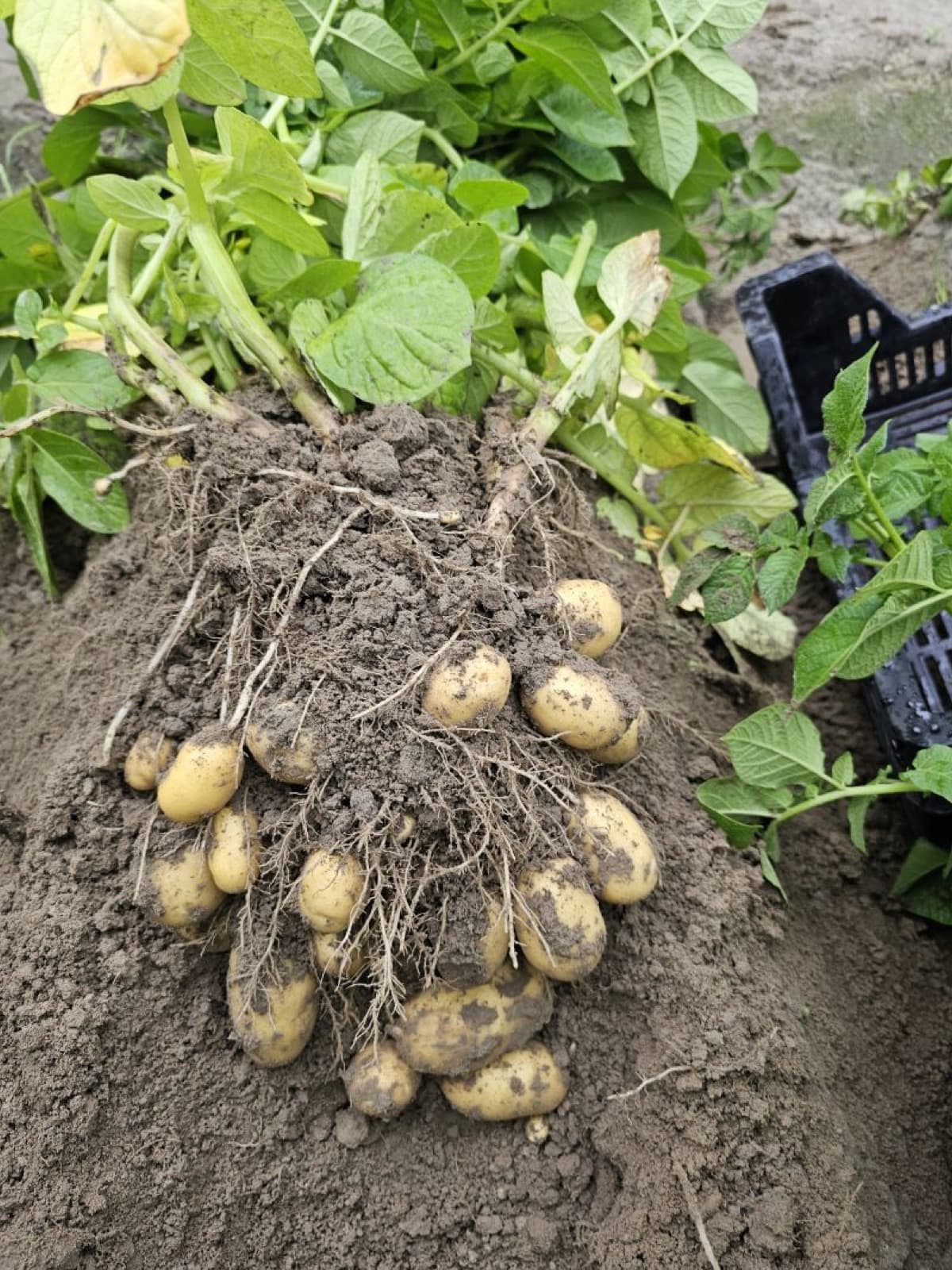A potato plant lifted from the soil with its tubers attached