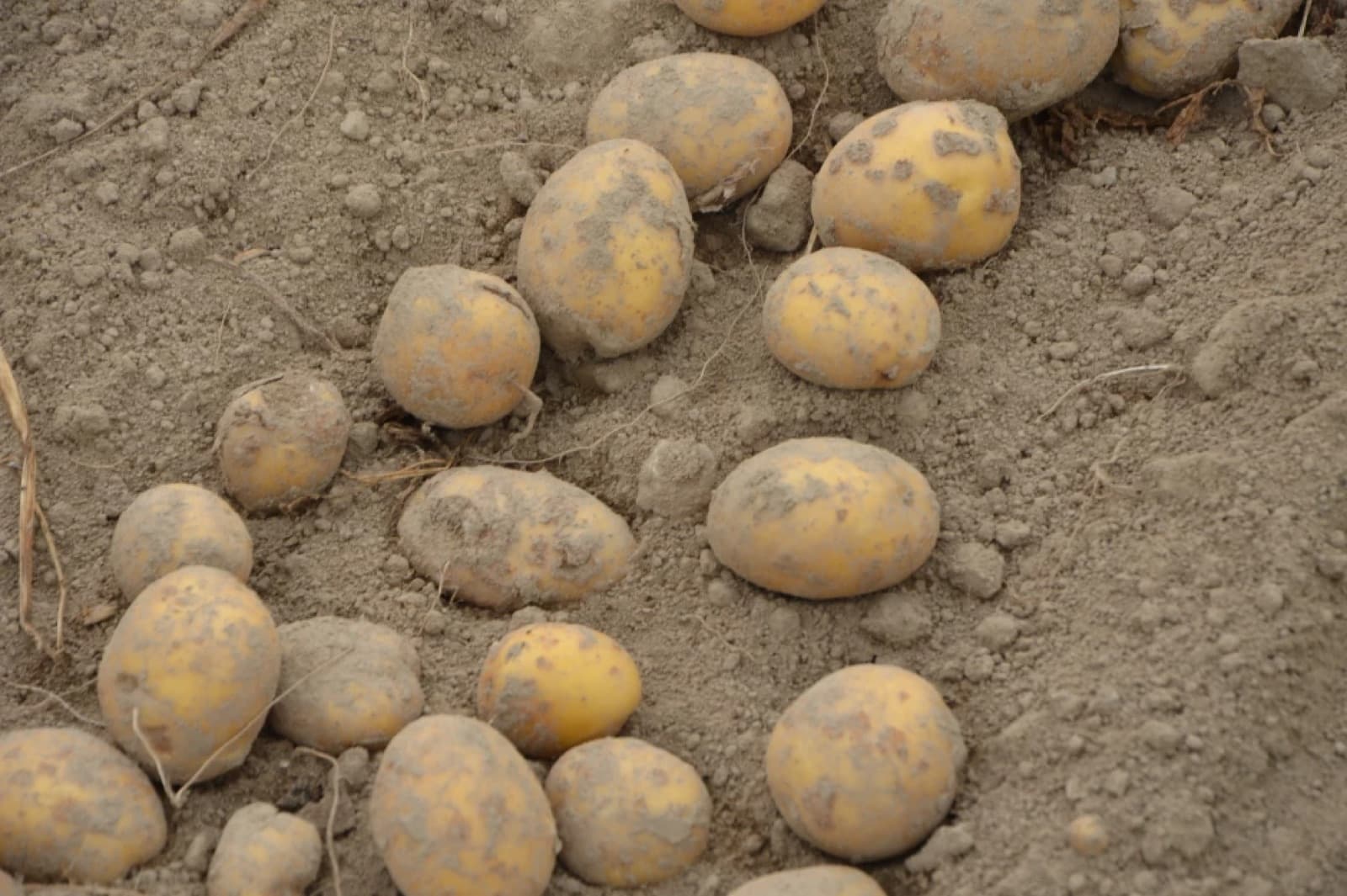 Freshly dug potato tubers lying on the soil