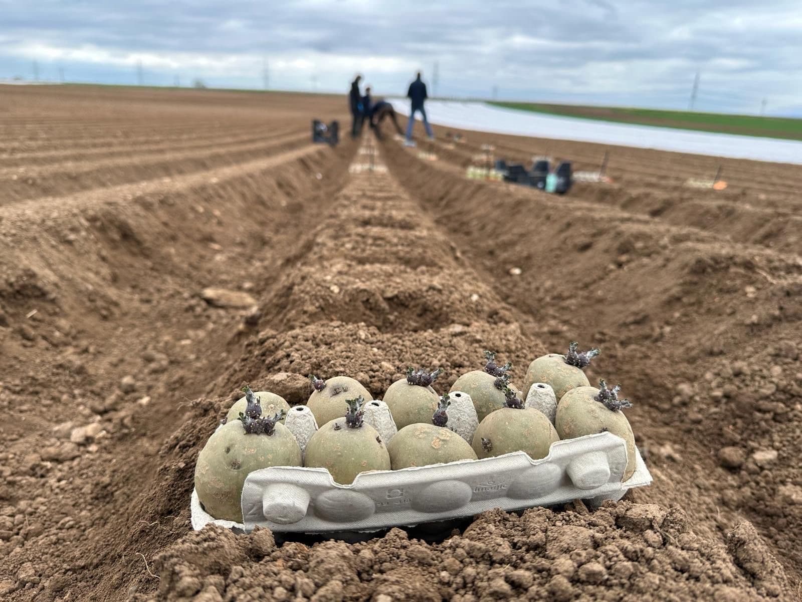 Sprouted seed potatoes in trays laid on ridges at planting